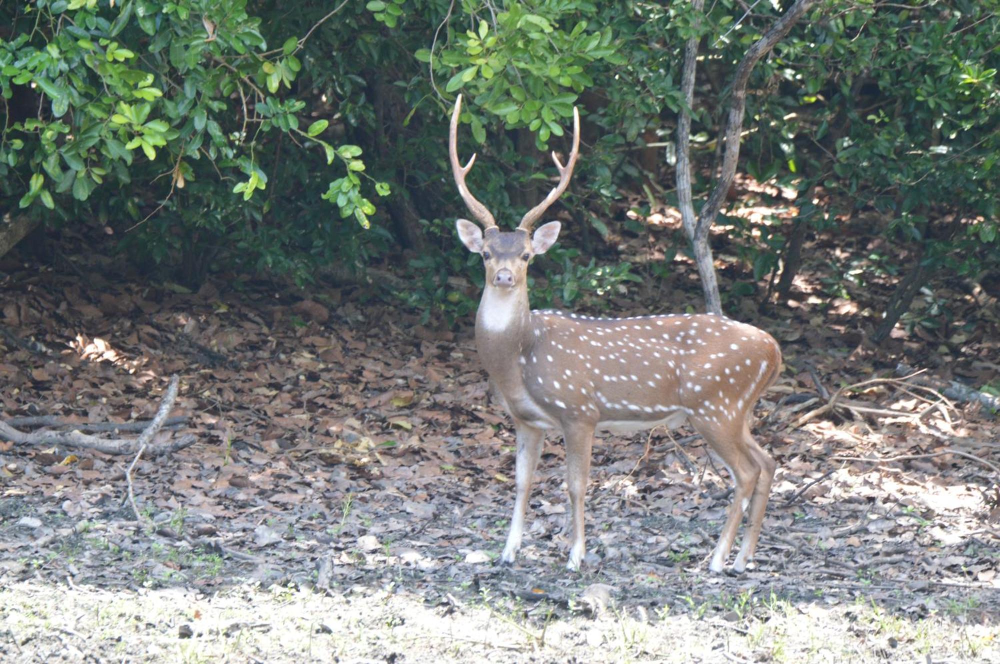 Priyanna Guest, Forest View Polonnaruwa Esterno foto